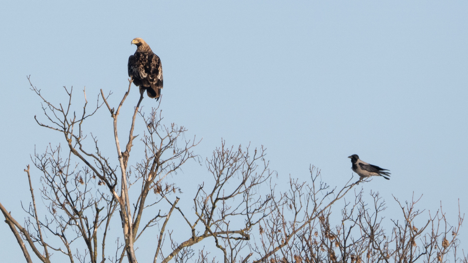 DSC_7139_Papp Csaba.jpg